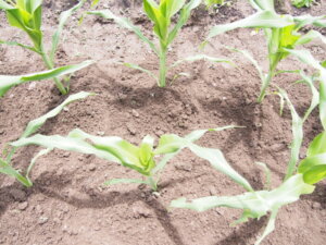 トウモロコシの中耕後に土寄せをした写真です。